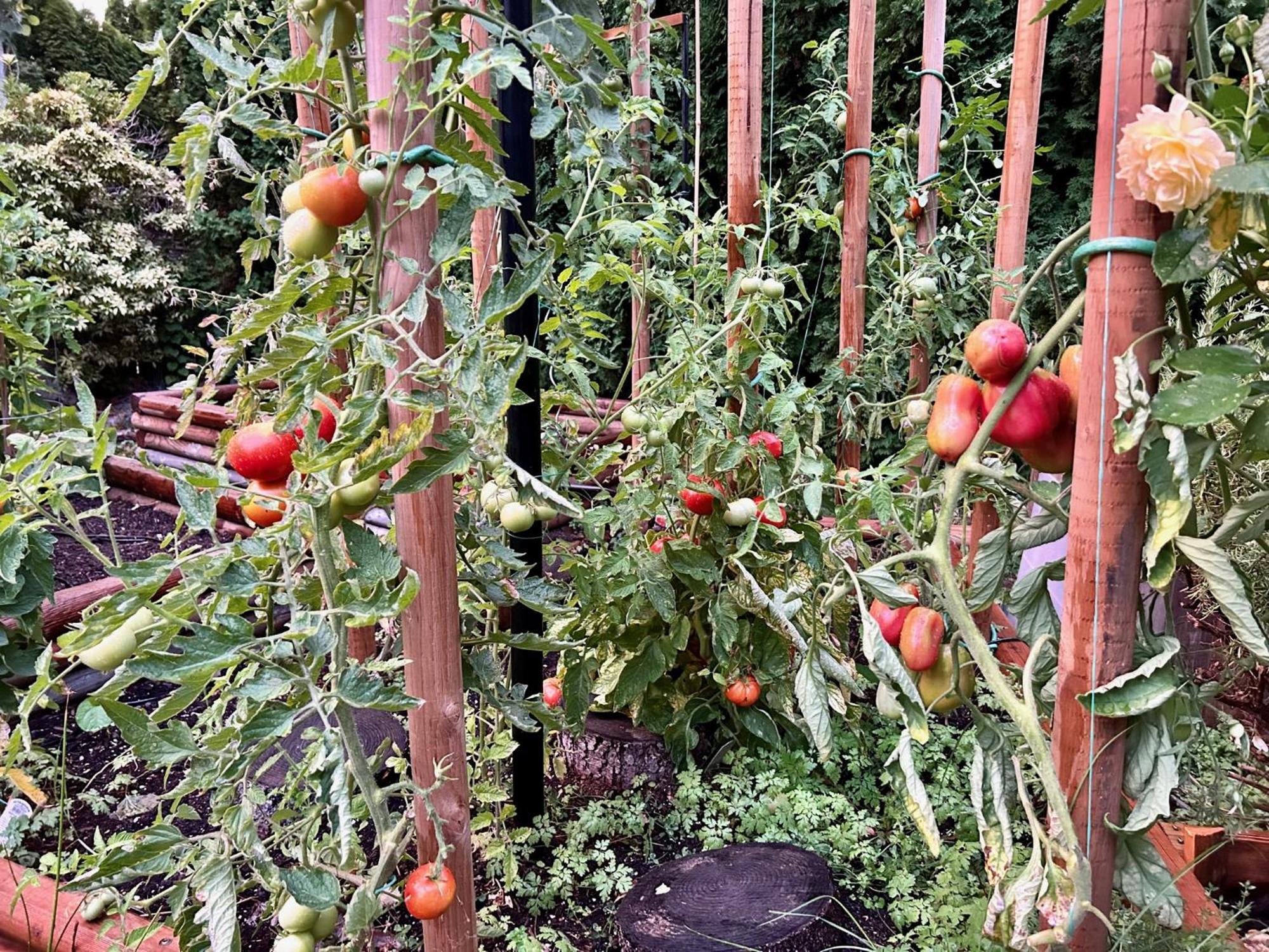 Homestay North Gem - Garden-view With Private Ensuite *