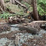 Beauty Oceanside Property In North Nanaimo