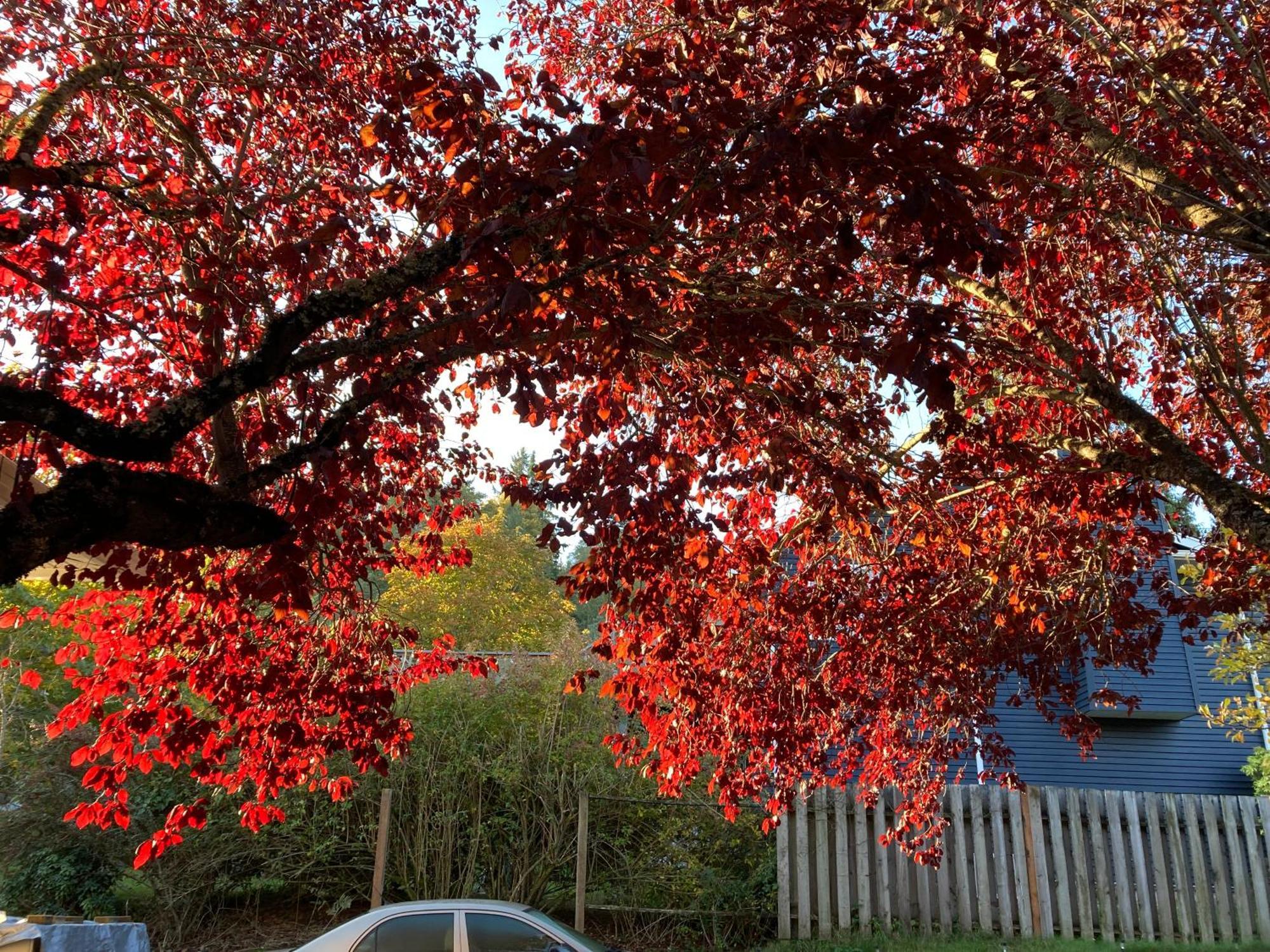 Red Robe Air Guest house