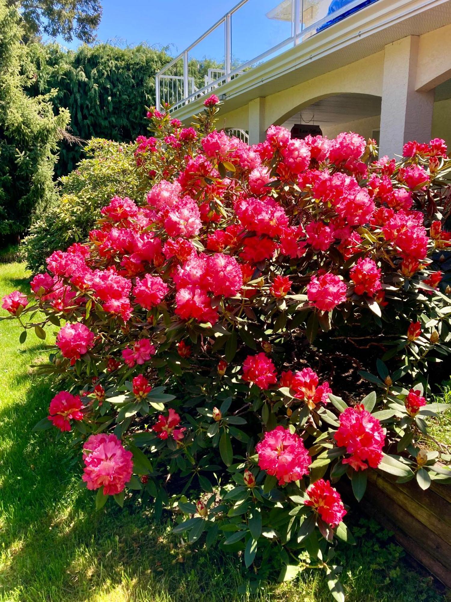Red Robe Air Guest house