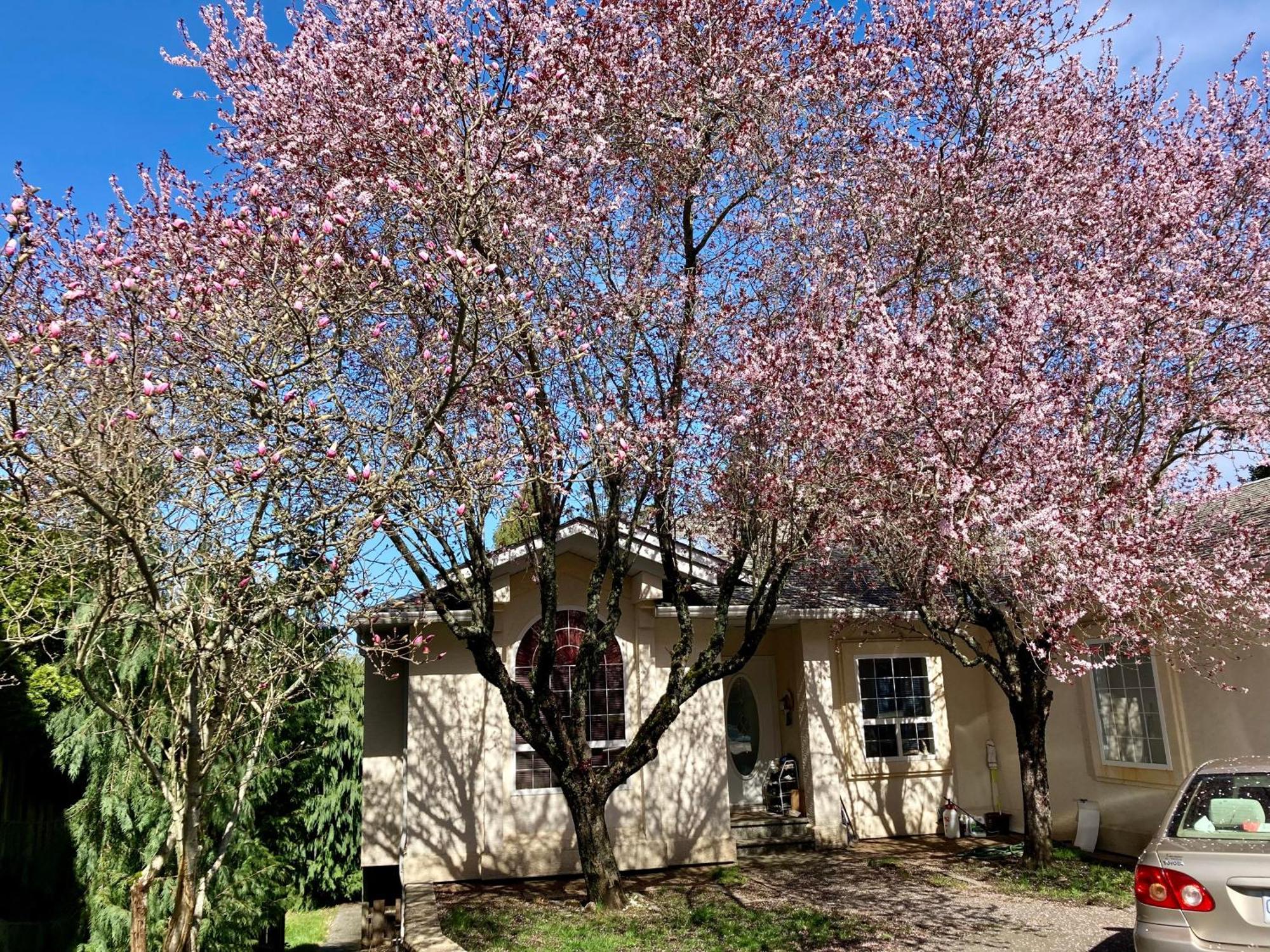 Red Robe Guest house